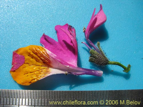 Schizanthus grahamiiの写真