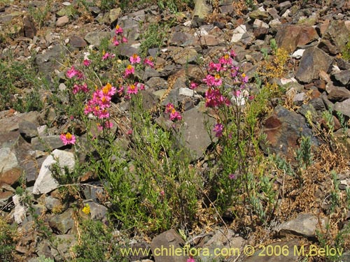 Imágen de Schizanthus grahamii (Mariposita). Haga un clic para aumentar parte de imágen.