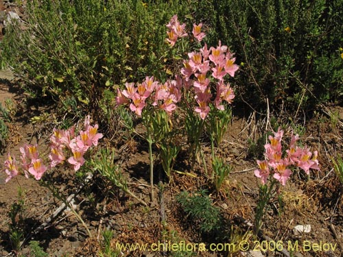 Bild von Alstroemeria ligtu ssp. incarnata (). Klicken Sie, um den Ausschnitt zu vergrössern.