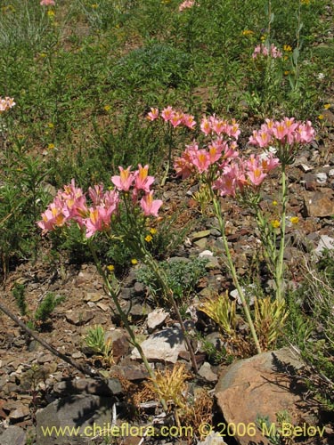 Alstroemeria ligtu ssp. incarnata의 사진