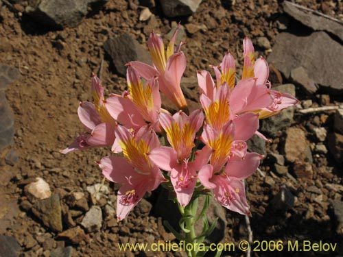 Bild von Alstroemeria ligtu ssp. incarnata (). Klicken Sie, um den Ausschnitt zu vergrössern.