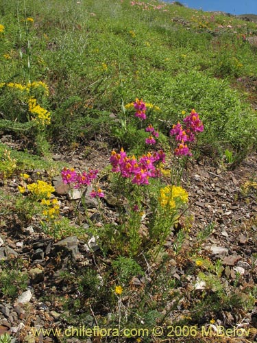 Bild von Schizanthus grahamii (Mariposita). Klicken Sie, um den Ausschnitt zu vergrössern.