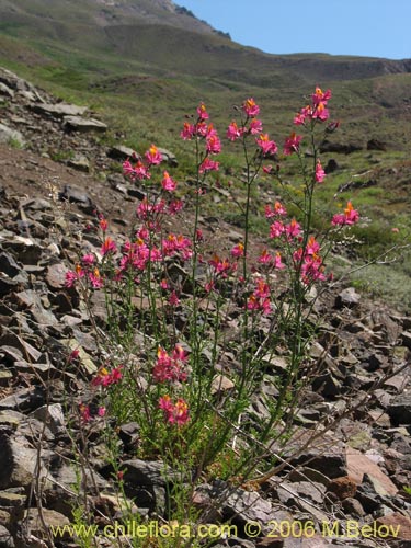 Bild von Schizanthus grahamii (Mariposita). Klicken Sie, um den Ausschnitt zu vergrössern.