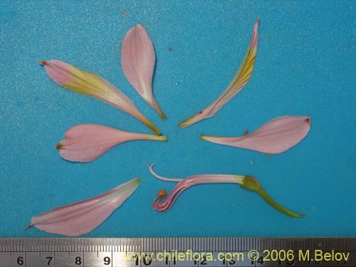 Alstroemeria ligtu ssp. incarnataの写真