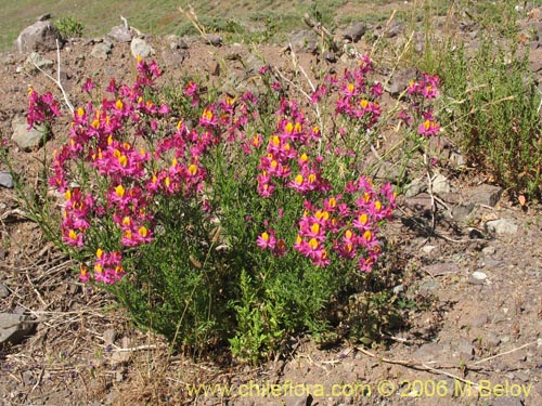 Imágen de Schizanthus grahamii (Mariposita). Haga un clic para aumentar parte de imágen.