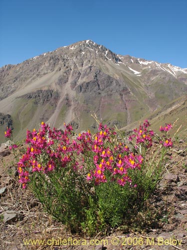 Bild von Schizanthus grahamii (Mariposita). Klicken Sie, um den Ausschnitt zu vergrössern.