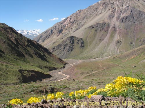 Image of Tropaeolum polyphyllum (Soldadito grande de la cordillera). Click to enlarge parts of image.