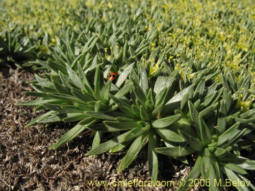 Image of Azorella monatha (). Click to enlarge parts of image.