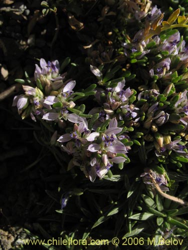 Polygala salasiana的照片