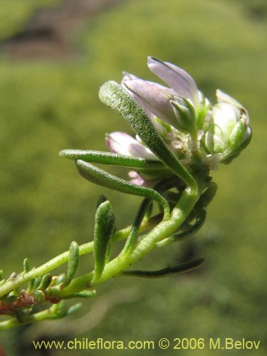 Bild von Polygala salasiana (). Klicken Sie, um den Ausschnitt zu vergrössern.