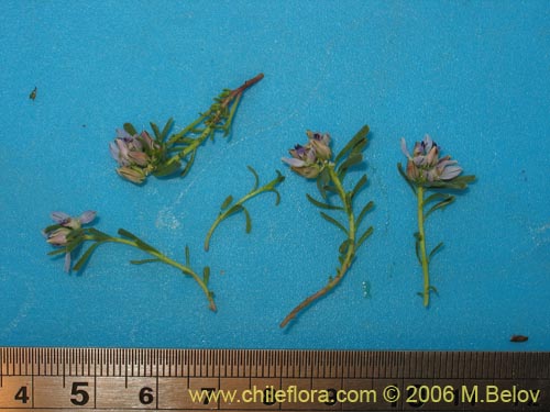 Polygala salasiana의 사진