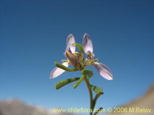 Image of Polygala salasiana (). Click to enlarge parts of image.