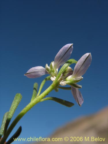 Image of Polygala salasiana (). Click to enlarge parts of image.