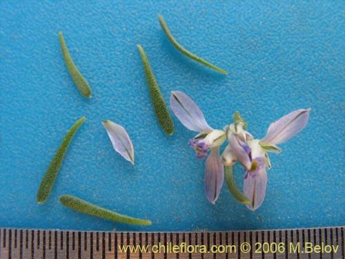 Polygala salasiana의 사진