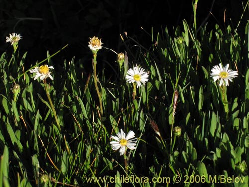 Asteraceae sp. #3082的照片