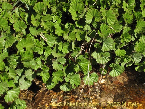 Gunnera magellanica的照片