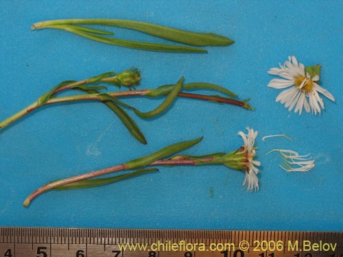 Asteraceae sp. #3082の写真