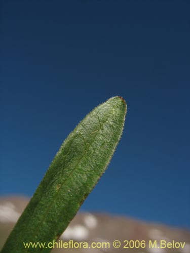 Asteraceae sp. #3082의 사진