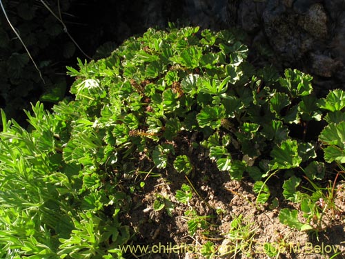 Bild von Gunnera magellanica (Pangue enano / Palacoazir). Klicken Sie, um den Ausschnitt zu vergrössern.