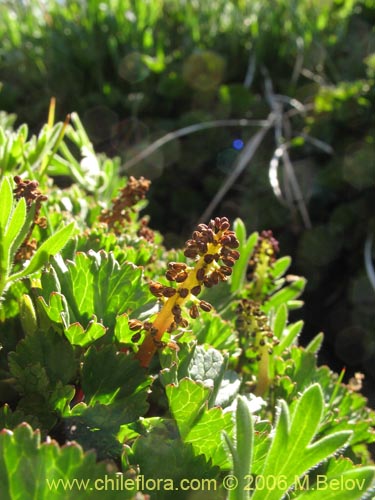 Image of Gunnera magellanica (Pangue enano / Palacoazir). Click to enlarge parts of image.