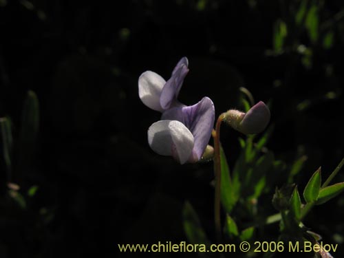 Imágen de Vicia sp. #1674 (). Haga un clic para aumentar parte de imágen.