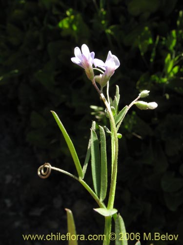 Vicia sp. #1674의 사진