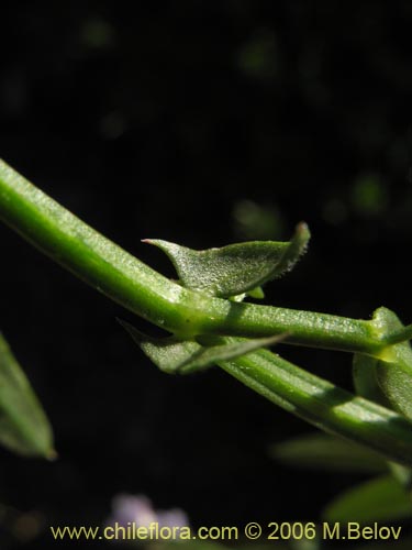 Vicia sp. #1674의 사진