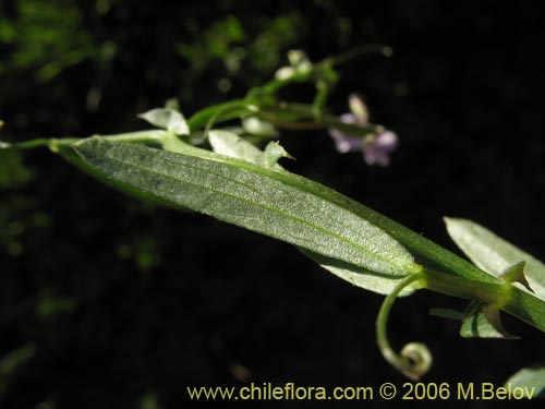 Vicia sp. #1674の写真