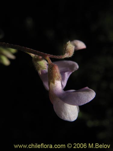 Vicia sp. #1674の写真