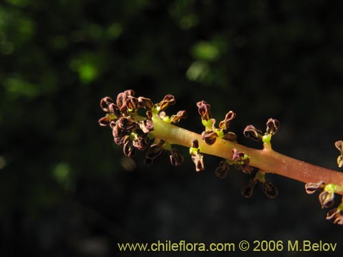 Image of Gunnera magellanica (Pangue enano / Palacoazir). Click to enlarge parts of image.