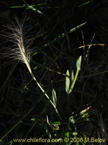 Poaceae sp. #1902의 사진