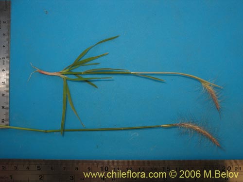 Imágen de Poaceae sp. #1902 (). Haga un clic para aumentar parte de imágen.