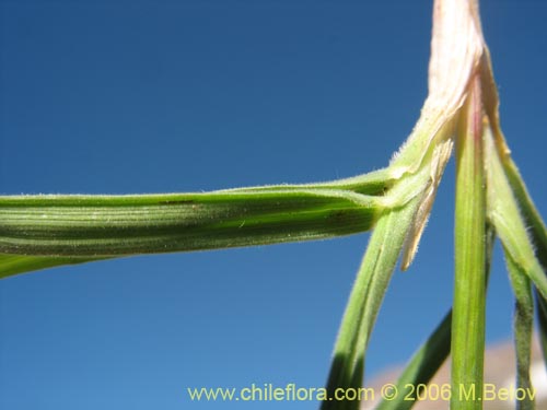 Image of Poaceae sp. #1902 (). Click to enlarge parts of image.