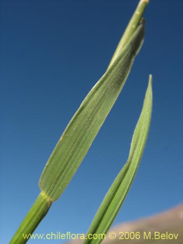 Poaceae sp. #1902の写真