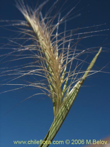 Poaceae sp. #1902の写真