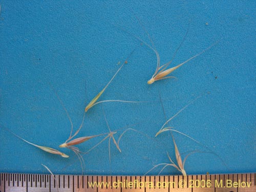 Poaceae sp. #1902의 사진