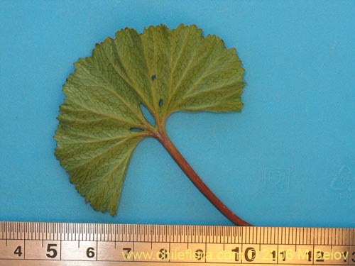 Image of Gunnera magellanica (Pangue enano / Palacoazir). Click to enlarge parts of image.