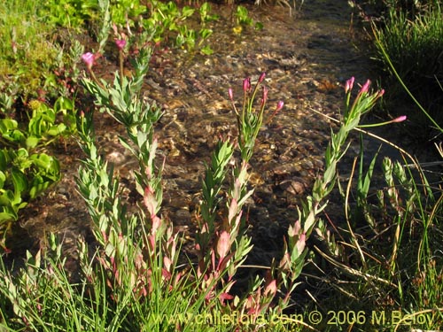 Epilobium sp. #1675の写真