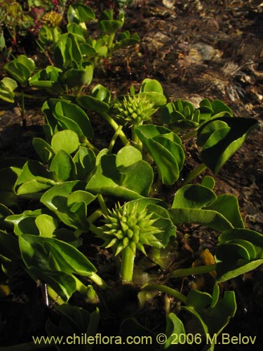 Image of Epilobium sp. #1675 (). Click to enlarge parts of image.