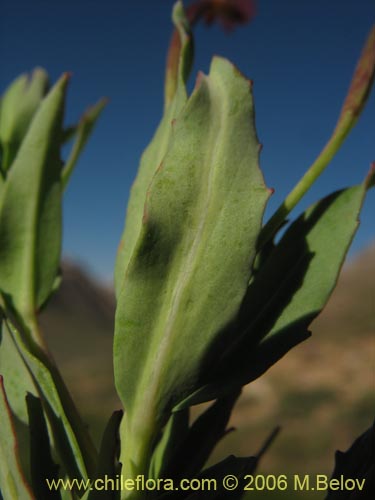 Image of Epilobium sp. #1675 (). Click to enlarge parts of image.