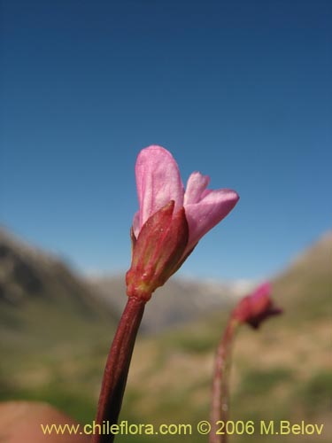 Epilobium sp. #1675の写真