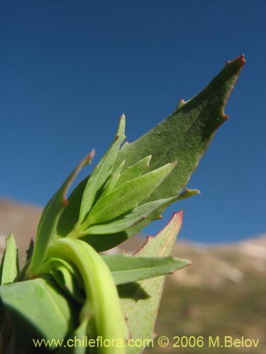 Imágen de Epilobium sp. #1675 (). Haga un clic para aumentar parte de imágen.