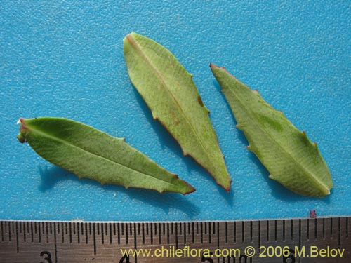 Image of Epilobium sp. #1675 (). Click to enlarge parts of image.