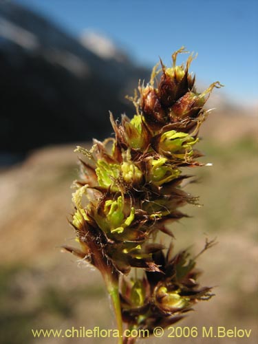 Bild von Luzula sp. #1774 (). Klicken Sie, um den Ausschnitt zu vergrössern.