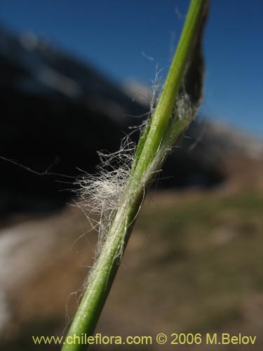 Luzula sp. #1774の写真