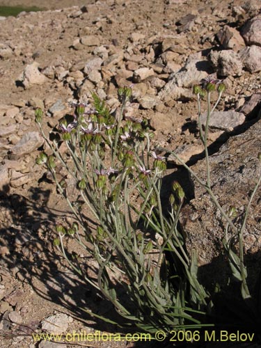 Image of Leucheria viscida (). Click to enlarge parts of image.