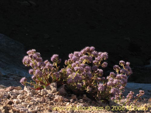 Bild von Phacelia secunda (Flor de la cuncuna). Klicken Sie, um den Ausschnitt zu vergrössern.