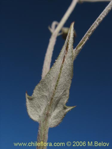 Image of Leucheria viscida (). Click to enlarge parts of image.