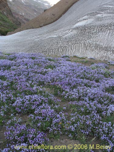 Astragalus cruckshanksii의 사진