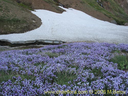 Astragalus cruckshanksii의 사진